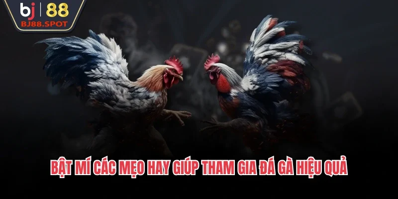 Bật mí các mẹo hay giúp tham gia đá gà hiệu quả