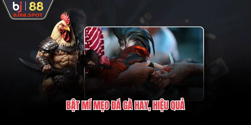 Bật mí mẹo đá gà hay, hiệu quả