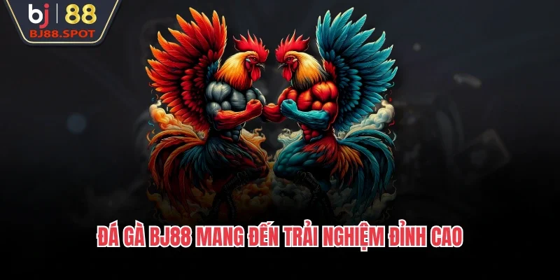 Đá gà BJ88 mang đến trải nghiệm đỉnh cao