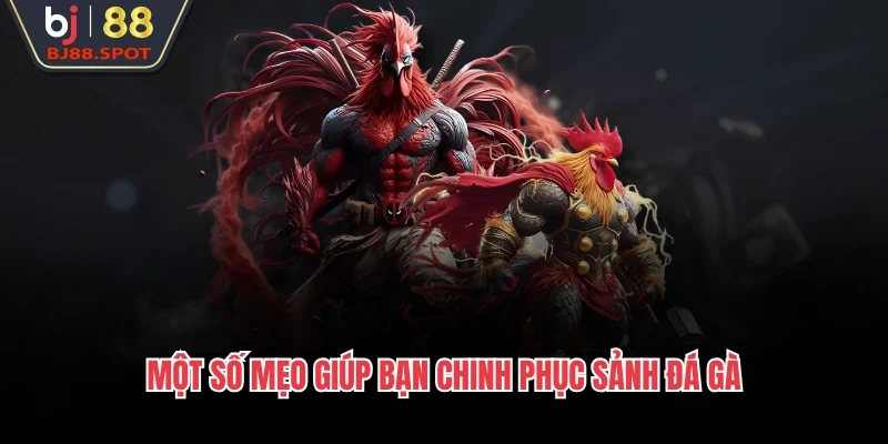 Một số mẹo giúp bạn chinh phục sảnh đá gà