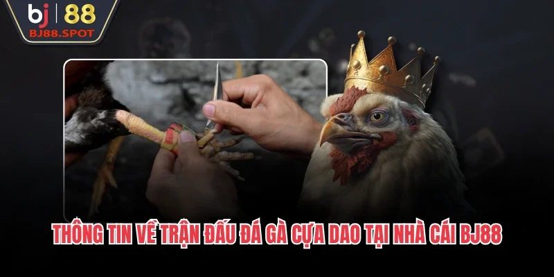 Thông tin về trận đấu đá gà cựa dao tại nhà cái BJ88